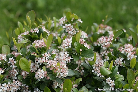 Aronia melanocarpa 'Uconnam165'